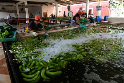 Security in Ecuador has come undone as drug cartels exploit the banana industry to ship cocaine