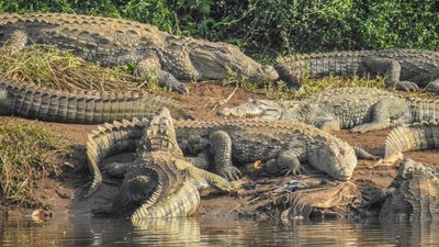 Crocodiles yield to flower power, study finds