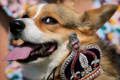 Corgis gather outside Buckingham Palace to remember Queen Elizabeth II almost one year since her death