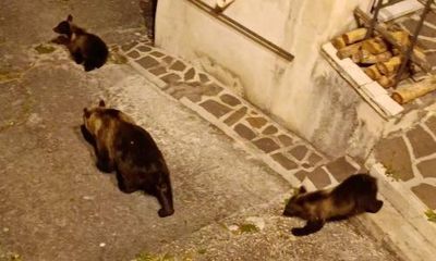 ‘Incomprehensible’ killing of popular brown bear in central Italy sparks outrage