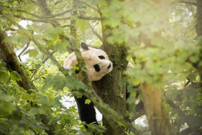 Scotland's giant pandas to return to China after producing no cubs