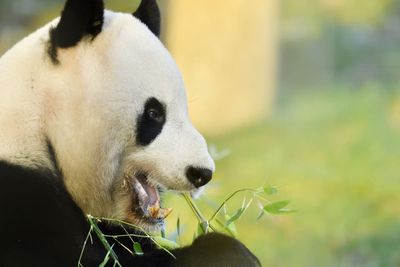 Edinburgh pandas will go back to China in December, zoo confirms