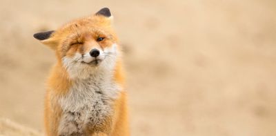 Why not all urban foxes deserve their 'bin-raiding' reputation