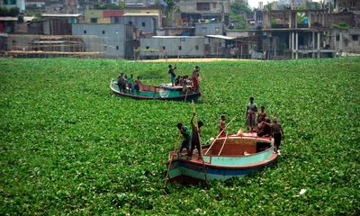 Invasive species cost humans $423bn each year and threaten world’s diversity
