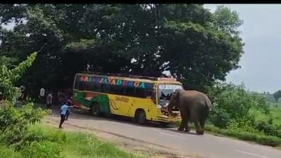 Passengers escape unhurt as elephant attacks bus in A.P.’s Parvatipuram-Manyam district