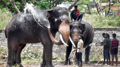 Grand reception awaits Dasara jumbos at Mysuru palace on September 5
