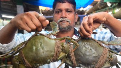 Hunt for mud crabs takes a toll on fish production in Krishna backwaters