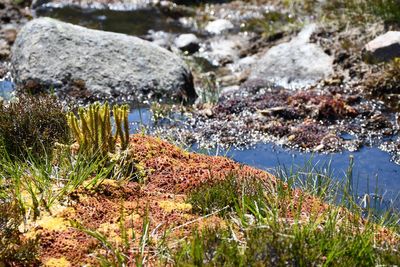 New light shed on evolution of plant kingdom, say researchers