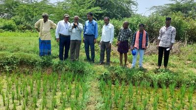 Wet spell brings buzz back to farm fields of A.P.’s Vizianagaram district