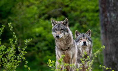 EU to rethink conservation status of wolves after numbers surge