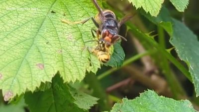 Fears for the future of bees as Asia hornets attack UK