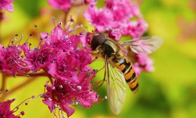 The Guardian view on insects: gardeners can help reverse their alarming decline