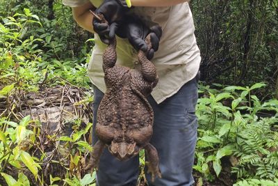 From toads to bugs, UN says invasive species rising at ‘unprecedented rate’