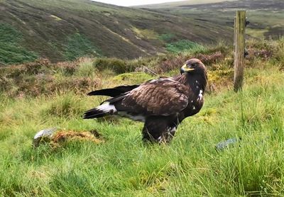 Number of golden eagles at record high in southern Scottish skies