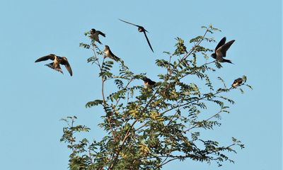 Country diary: The glittering perfection of swallows in predatory mode