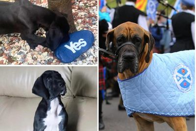 Pup Culloden 'in training' to fill Sheldon indydug paws and lead Yes marches
