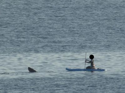 Scottish paddleboarders come face-to-face with basking shark