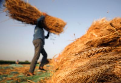 Egypt, reliant on imports, buys more Russian wheat