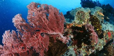 Climate change is destroying reefs, but the effects are more than ecological – coral's been woven into culture and spirituality for centuries