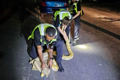 Police patrol get to grips with python after early-hours call-out