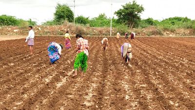 Widespread rain in Yadgir district brings smiles back on the faces of farmers