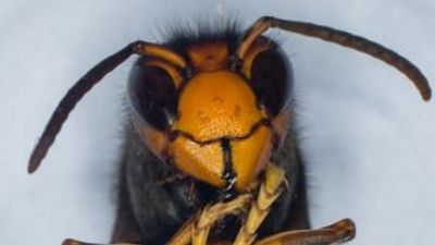 Asian hornets threaten ‘catastrophe’ for UK bees