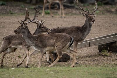 Wisconsin deer farm infected with fatal brain disease