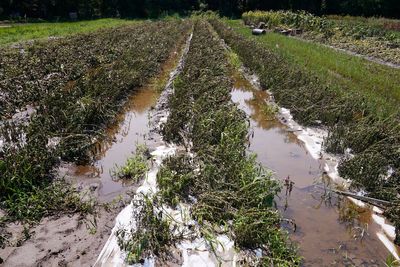 USDA designates July flooding a disaster in Vermont, making farmers eligible for emergency loans