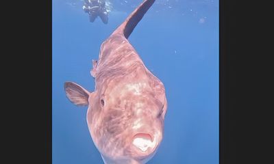 Divers encounter one of the ‘weirdest creatures in the ocean’