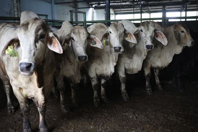 Malaysia lifts ban on Australian cattle imports after disease fears eased