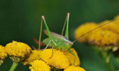 Fine weather for Britain’s crickets – especially the long-winged conehead