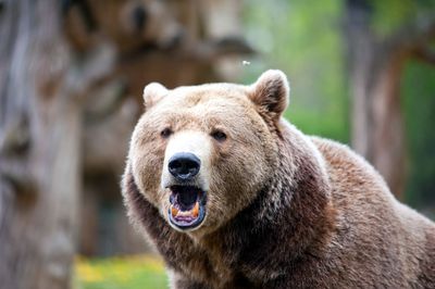 Unveiling Bear Call Spread Screener Results for September 6th