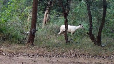 Researchers discover ‘white’ sambar in Cauvery wildlife sanctuary