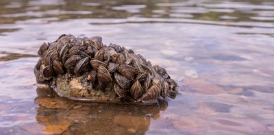 Invasive species cause billions of dollars in damage worldwide: 4 essential reads