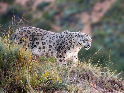 Snow leopards and citizen science: Seeking the grey ghost in Kyrgyzstan