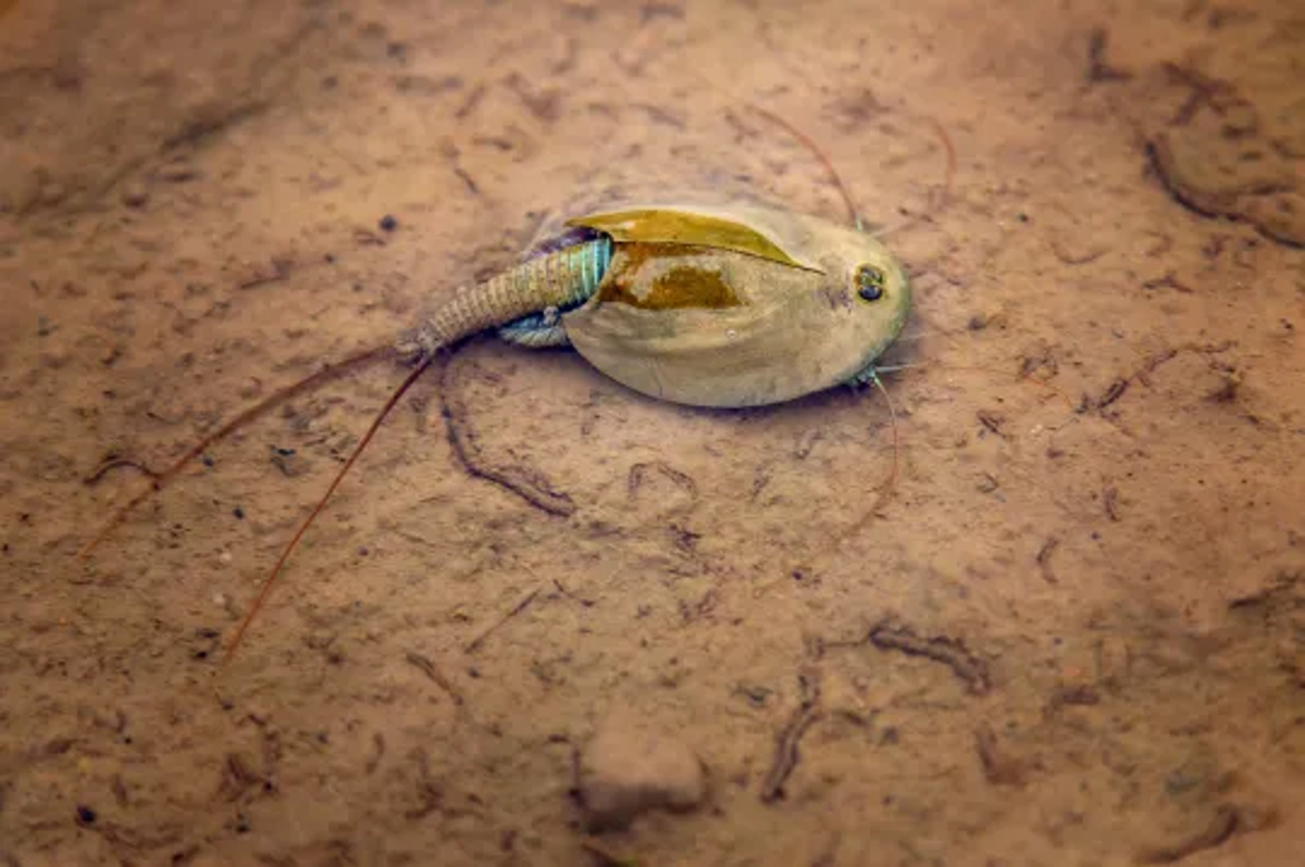 What are the three-eyed ‘dinosaur shrimp’ resurfacing…