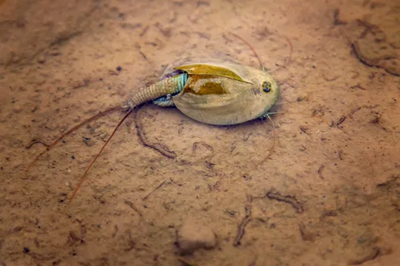 What are the three-eyed ‘dinosaur shrimp’ resurfacing after Burning Man?