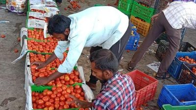 Tomato farmers fear the worst as prices crash, exports stop