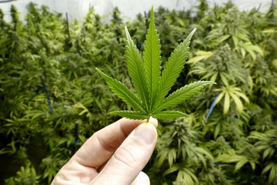 What Should Pharma Investors Plan to Do With Canopy Growth (CGC) this Month?