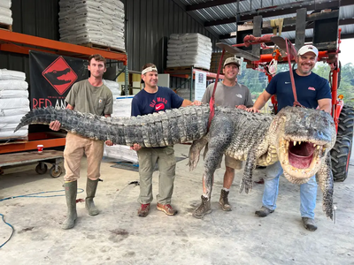 Record-breaking 14-foot gator meat was donated to Mississippi soup kitchens