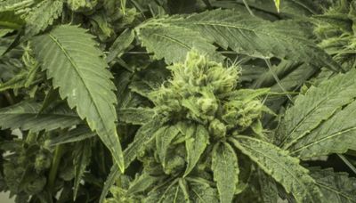 Marijuana reclassification won’t fix conflict between state, federal laws on pot