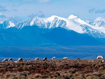 Biden administration cancels remaining oil and gas leases in Alaska's Arctic Refuge
