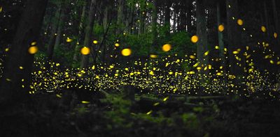 Fireflies, brain cells, dancers: new synchronisation research shows nature's perfect timing is all about connections