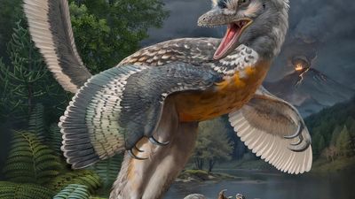 Bizarre’ bird-like dinosaur has scientists enthralled