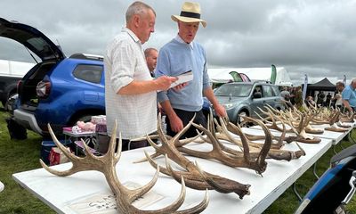 Country diary: Size isn’t everything in the antler contest