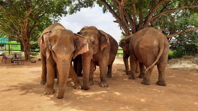 WATCH | Karnataka’s first elephant care facility tells trumpeting tales of resilience