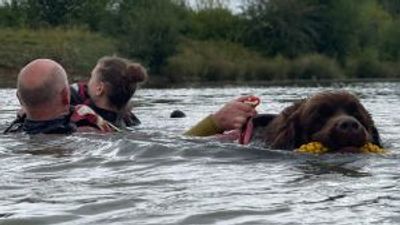 Lives transformed by swimming with Newfoundland dogs