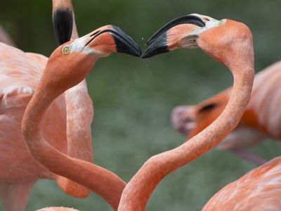 Not in the Yucatan anymore: Hurricane Idalia flung flamingos across the eastern U.S.