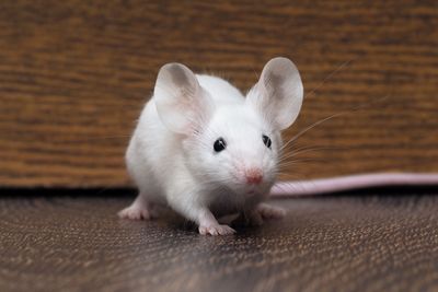 Common supplement restores mice hearing