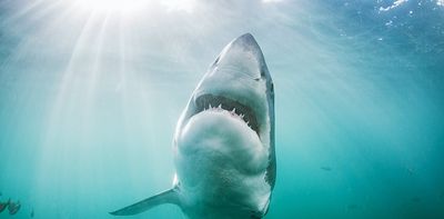 South Africa's great white sharks are changing locations – they need to be monitored for beach safety and conservation